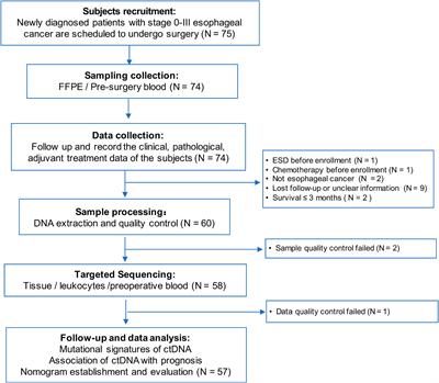 A clinical prognostic model for patients with esophageal squamous cell carcinoma based on circulating tumor DNA mutation features